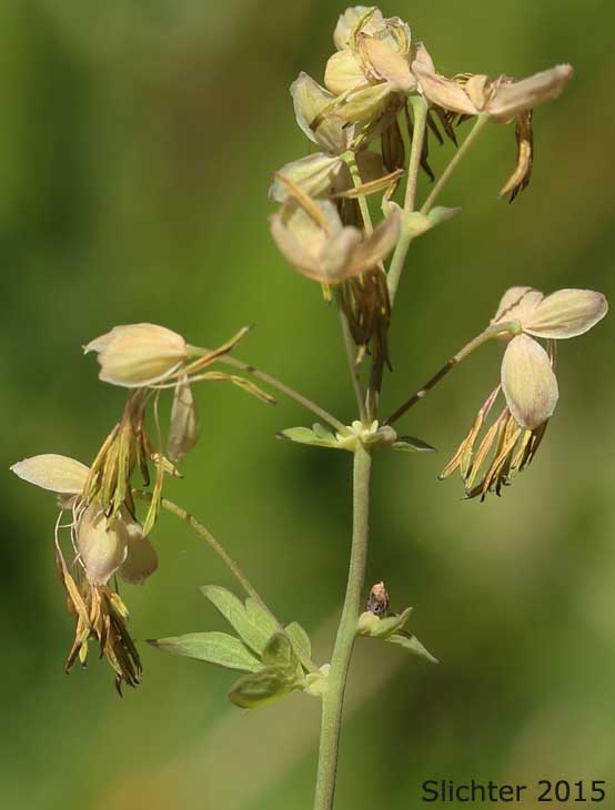 Male inflorescence of Early Meadowrue, Veiny Meadowrue, Veiny Meadow-rue: Thalictrum venulosum (Synonyms: Thalictrum confine, Thalictrum confine var. columbianum, Thalictrum confine var. greeneanum, Thalictrum occidentale var. columbianum, Thalictrum turneri, Thalictrum venulosum var. confine, Thalictrum venulosum var. fissum, Thalictrum venulosum var. lunellii, Thalictrum venulosum var. turneri)