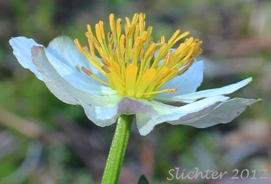 Close-up side view of a flower of American Globeflower, Western Globeblower: Trollius laxus var. albiflorus (Synonyms: Trollius albiflorus, Trollius laxus ssp. albiflorus)