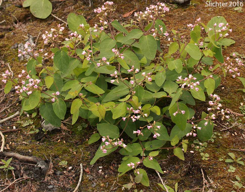 Spreading Dogbane, Bitter Dogbane: Apocynum androsaemifolium var. androsaemifolium (Synonyms: Apocynum androsaemifolium ssp. androsaemifolium, Apocynum androsaemifolium var. incanum)