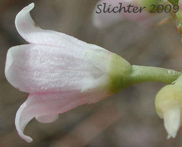 Sideview of the corolla of Spreading Dogbane, Bitter Dogbane: Apocynum androsaemifolium var. androsaemifolium (Synonyms: Apocynum androsaemifolium ssp. androsaemifolium, Apocynum androsaemifolium var. incanum)