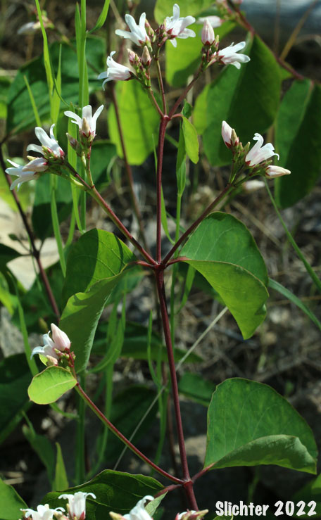 Dwarf Dogbane, Flytrap Dogbane: Apocynum androsaemifolium var. pumilum (Synonyms: Apocynum androsaemifolium ssp. pumilum, Apocnum androsaemifolium var. pumilum, Apocynum androsaemifolium var. tomentellum, Apocynum pumilum, Apocynum pumilum var. pumilum, Apocynum pumilum var. rhomboideum)