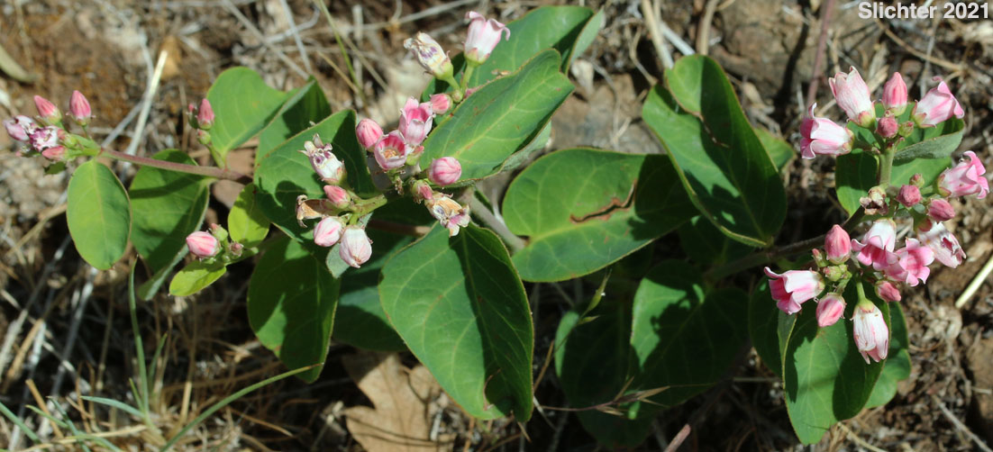Dwarf Dogbane, Flytrap Dogbane: Apocynum androsaemifolium var. pumilum (Synonyms: Apocynum androsaemifolium ssp. pumilum, Apocnum androsaemifolium var. pumilum, Apocynum androsaemifolium var. tomentellum, Apocynum pumilum, Apocynum pumilum var. pumilum, Apocynum pumilum var. rhomboideum)