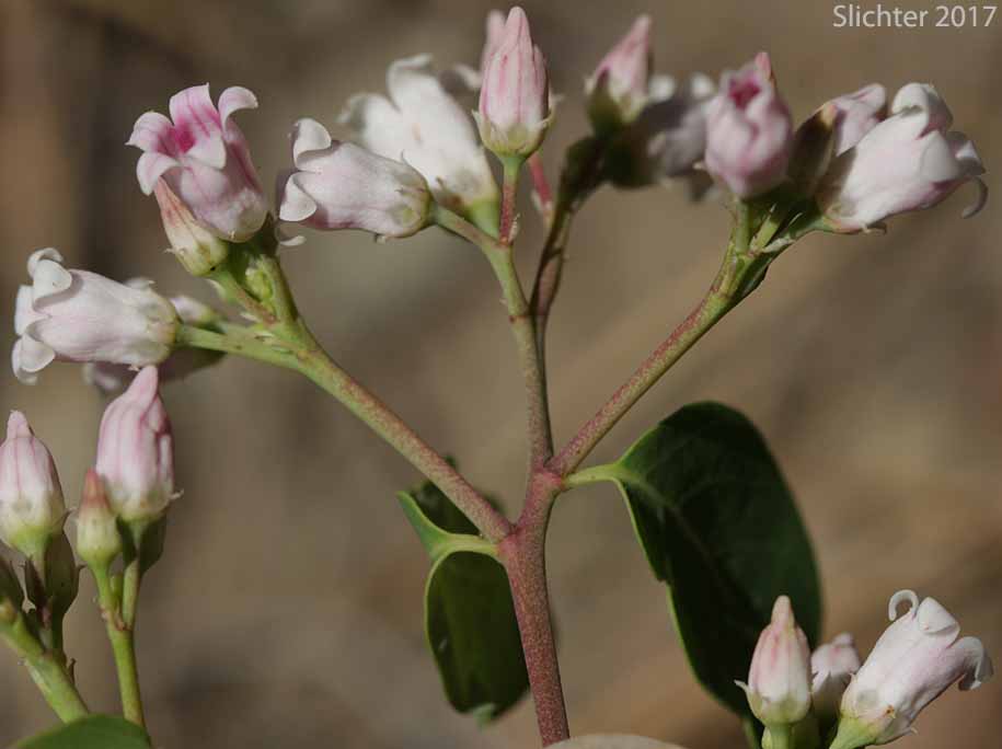 Dwarf Dogbane, Flytrap Dogbane: Apocynum androsaemifolium var. pumilum (Synonyms: Apocynum androsaemifolium ssp. pumilum, Apocnum androsaemifolium var. pumilum, Apocynum androsaemifolium var. tomentellum, Apocynum pumilum, Apocynum pumilum var. pumilum, Apocynum pumilum var. rhomboideum)