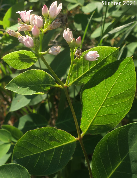 Dwarf Dogbane, Flytrap Dogbane: Apocynum androsaemifolium var. pumilum (Synonyms: Apocynum androsaemifolium ssp. pumilum, Apocnum androsaemifolium var. pumilum, Apocynum androsaemifolium var. tomentellum, Apocynum pumilum, Apocynum pumilum var. pumilum, Apocynum pumilum var. rhomboideum)