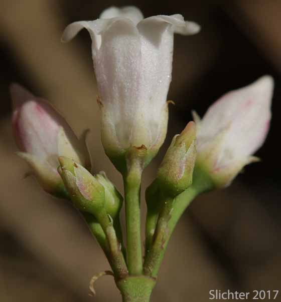 Inflorescence of Dwarf Dogbane, Flytrap Dogbane: Apocynum androsaemifolium var. pumilum (Synonyms: Apocynum androsaemifolium ssp. pumilum, Apocnum androsaemifolium var. pumilum, Apocynum androsaemifolium var. tomentellum, Apocynum pumilum, Apocynum pumilum var. pumilum, Apocynum pumilum var. rhomboideum)