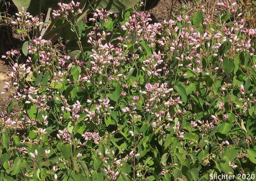 Dwarf Dogbane, Flytrap Dogbane: Apocynum androsaemifolium var. pumilum (Synonyms: Apocynum androsaemifolium ssp. pumilum, Apocnum androsaemifolium var. pumilum, Apocynum androsaemifolium var. tomentellum, Apocynum pumilum, Apocynum pumilum var. pumilum, Apocynum pumilum var. rhomboideum)