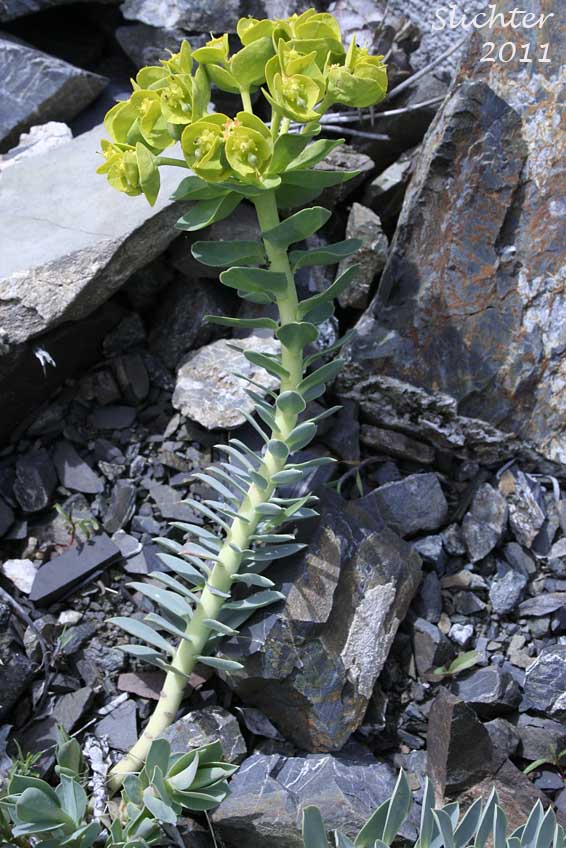 Myrtle Spurge, Broad-leaved Glaucous Spurge: Euphorbia myrsinites (Synonym: Tithymalus myrsinites)