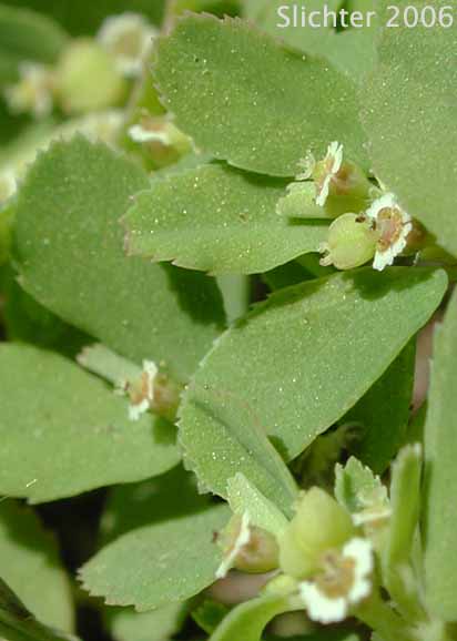 Thymeleaf Sandmat, Thyme-leaf Spurge, Thyme-leaved Spurge: Chamaesyce serpyllifolia (Synonyms: Chamaesyce albicaulis, Chamaesyce neomexicana, Chamaesyce serpyllifolia ssp. serpyllifolia, Euphorbia neomexicana, Euphorbia serpyllifolia)