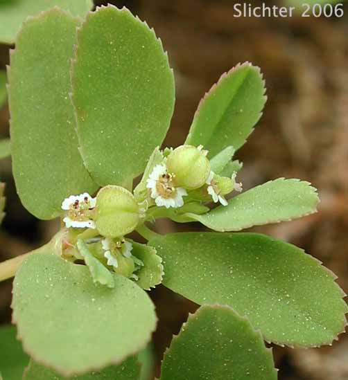 Thymeleaf Sandmat, Thyme-leaf Spurge, Thyme-leaved Spurge: Chamaesyce serpyllifolia (Synonyms: Chamaesyce albicaulis, Chamaesyce neomexicana, Chamaesyce serpyllifolia ssp. serpyllifolia, Euphorbia neomexicana, Euphorbia serpyllifolia)