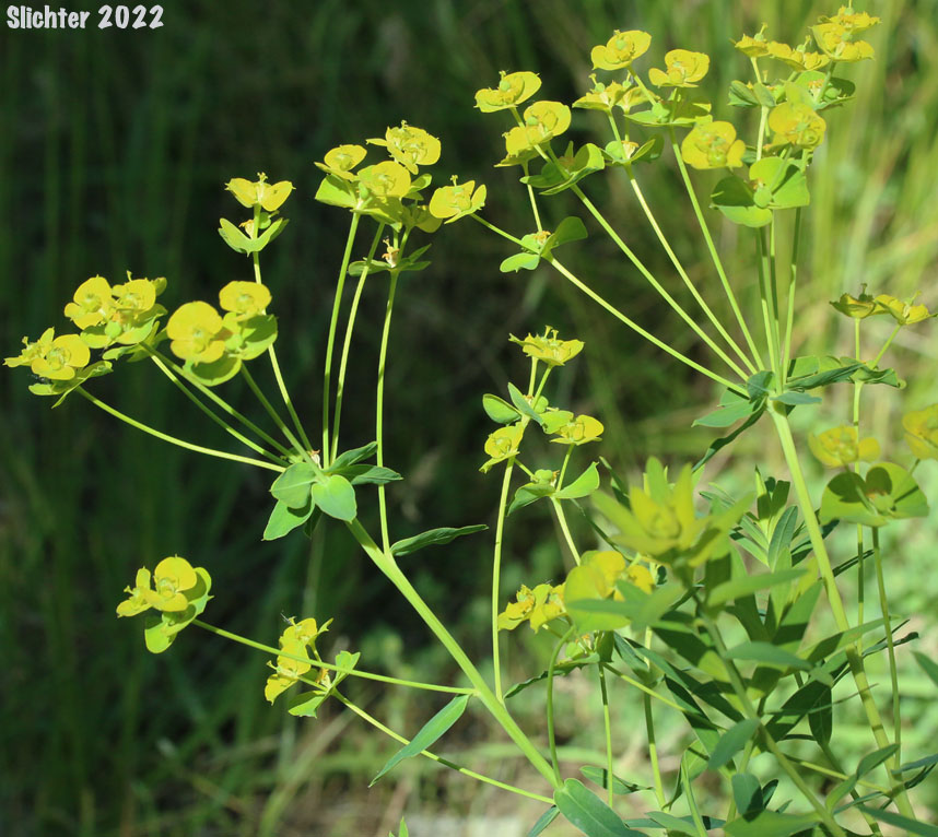 Esula Spurge, Leafy Spurge, Wolf's Milk: Euphorbia esula (Synonyms: Euphorbia esula var. esula, Euphorbia intercedens, Euphorbia podperae, Euphorbia pseudovirgata, Euphorbia virgata, Galarhoeus esula, Tithymalus esula)