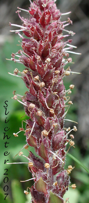 Inflorescence of Red Besseya, Red Coraldrops: Synthyris rubra (Synonym: Besseya rubra)