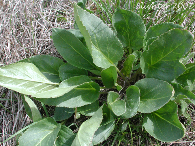 Basal leaves of Red Besseya, Red Coraldrops: Synthyris rubra (Synonym: Besseya rubra)