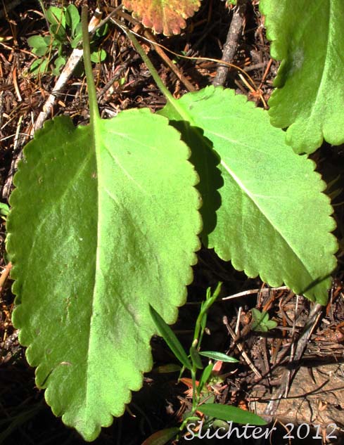 Basal leaves of Red Besseya, Red Coraldrops: Synthyris rubra (Synonym: Besseya rubra)