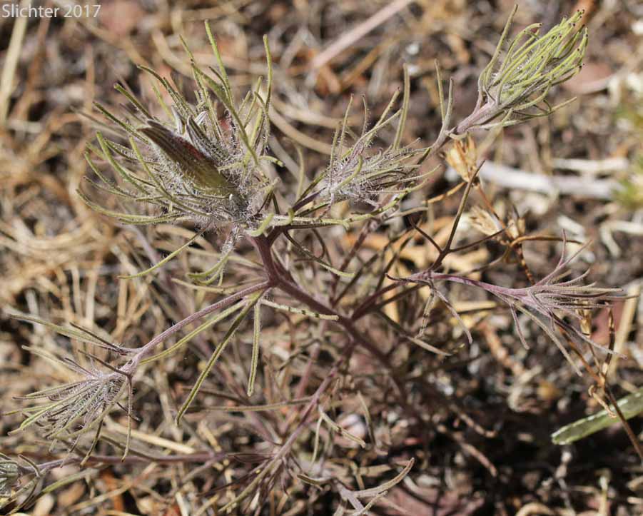 Bushy Birdbeak, Bushy Bird's Beak, Much-branched Bird's Beak: Cordylanthus ramosus (Synonyms: Cordylanthus ramosus var. puberulus, Cordylanthus ramosus ssp. ramosus, Cordylanthus ramosus var. ramosus, Cordylanthus ramosus ssp. setosus)