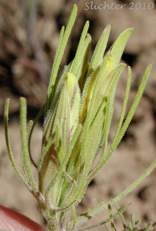 Inflorescence and upper stem leaves of Bushy Birdbeak, Much-branched Bird's Beak: Cordylanthus ramosus (Synonyms: Cordylanthus ramosus var. puberulus, Cordylanthus ramosus ssp. ramosus, Cordylanthus ramosus var. ramosus)