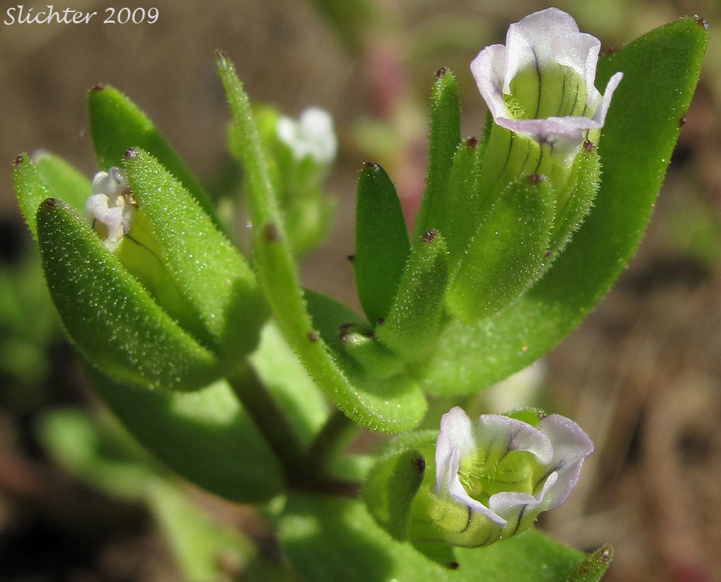 Bractless Hedgehyssop, Bractless Hedge-hyssop: Gratiola ebracteata