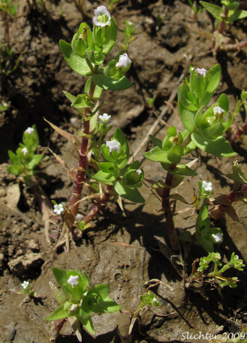 Bractless Hedgehyssop, Bractless Hedge-hyssop: Gratiola ebracteata