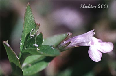 Common False Pimpernel, False Pimpernel,Yellowseed False Pimpernel: Lindernia dubia (Synonyms: Lindernia dubia var. dubia, Lindernia anagallidea var. anagallidea, Lindernia anagallidea, Lindernia dubia var. anagallidea, Lindernia dubia var. major)