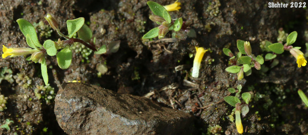Shortflower Monkeyflower, Short-flowered Monkeyflower, Short-flowered Monkey Flower: Erythranthe breviflora (Synonyms: Mimulus breviflorus, Mimulus breviflorus ssp. breviflorus, Mimulus breviflorus ssp. robustus, Mimulus inflatulus)