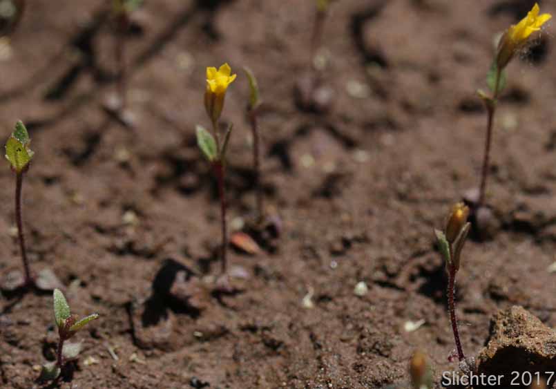Shortflower Monkeyflower, Short-flowered Monkeyflower, Short-flowered Monkey Flower: Erythranthe breviflora (Synonyms: Mimulus breviflorus, Mimulus breviflorus ssp. breviflorus, Mimulus breviflorus ssp. robustus, Mimulus inflatulus)
