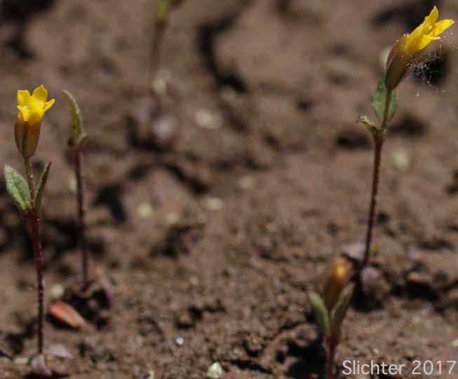 Shortflower Monkeyflower, Short-flowered Monkeyflower, Short-flowered Monkey Flower: Erythranthe breviflora (Synonyms: Mimulus breviflorus, Mimulus breviflorus ssp. breviflorus, Mimulus breviflorus ssp. robustus, Mimulus inflatulus)