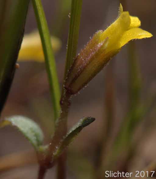 Flower of Shortflower Monkeyflower, Short-flowered Monkeyflower, Short-flowered Monkey Flower: Erythranthe breviflora (Synonyms: Mimulus breviflorus, Mimulus breviflorus ssp. breviflorus, Mimulus breviflorus ssp. robustus, Mimulus inflatulus)