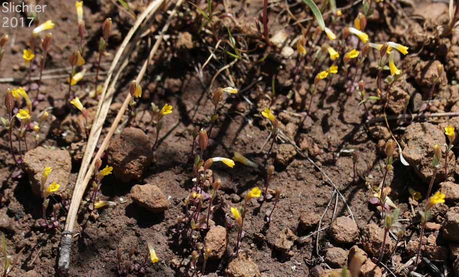 Shortflower Monkeyflower, Short-flowered Monkeyflower, Short-flowered Monkey Flower: Erythranthe breviflora (Synonyms: Mimulus breviflorus, Mimulus breviflorus ssp. breviflorus, Mimulus breviflorus ssp. robustus, Mimulus inflatulus)