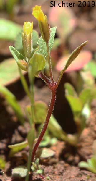Shortflower Monkeyflower, Short-flowered Monkeyflower, Short-flowered Monkey Flower: Erythranthe breviflora (Synonyms: Mimulus breviflorus, Mimulus breviflorus ssp. breviflorus, Mimulus breviflorus ssp. robustus, Mimulus inflatulus)