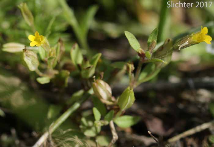 Shortflower Monkeyflower, Short-flowered Monkeyflower, Short-flowered Monkey Flower: Erythranthe breviflora (Synonyms: Mimulus breviflorus, Mimulus breviflorus ssp. breviflorus, Mimulus breviflorus ssp. robustus, Mimulus inflatulus)