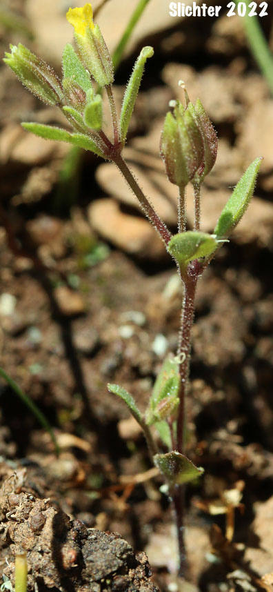 Shortflower Monkeyflower, Short-flowered Monkeyflower, Short-flowered Monkey Flower: Erythranthe breviflora (Synonyms: Mimulus breviflorus, Mimulus breviflorus ssp. breviflorus, Mimulus breviflorus ssp. robustus, Mimulus inflatulus)