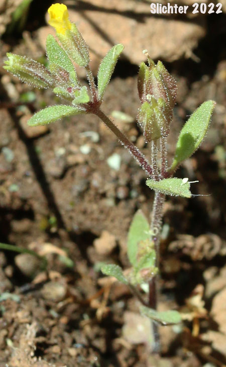 Shortflower Monkeyflower, Short-flowered Monkeyflower, Short-flowered Monkey Flower: Erythranthe breviflora (Synonyms: Mimulus breviflorus, Mimulus breviflorus ssp. breviflorus, Mimulus breviflorus ssp. robustus, Mimulus inflatulus)