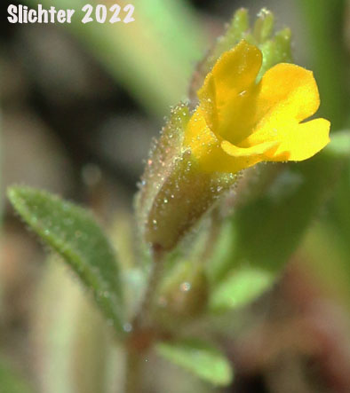 Shortflower Monkeyflower, Short-flowered Monkeyflower, Short-flowered Monkey Flower: Erythranthe breviflora (Synonyms: Mimulus breviflorus, Mimulus breviflorus ssp. breviflorus, Mimulus breviflorus ssp. robustus, Mimulus inflatulus)