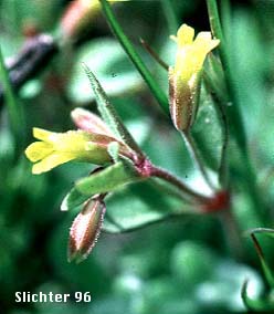 Short-flowered Monkeyflower: Erythranthe breviflora (Synonyms: Mimulus breviflorus, Mimulus breviflorus ssp. breviflorus, Mimulus breviflorus ssp. robustus, Mimulus inflatulus)