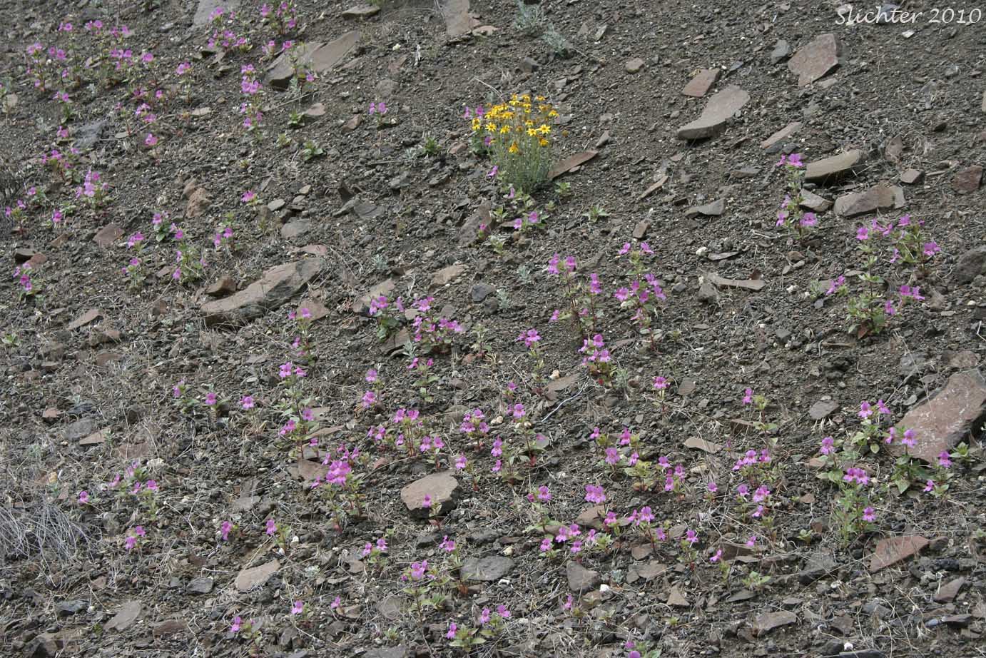 Habitat of Cusick's Monkeyflower, Cusick's Monkey-flower, Cusick's Monkey Flower: Diplacus cusickii (Synonyms: Eunanus cusickii, Mimulus cusickii)