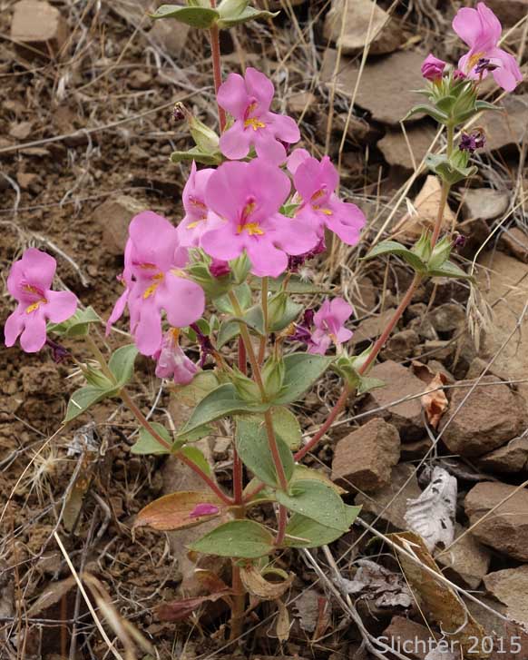 Cusick's Monkeyflower, Cusick's Monkey-flower, Cusick's Monkey Flower: Diplacus cusickii (Synonyms: Eunanus cusickii, Mimulus cusickii)