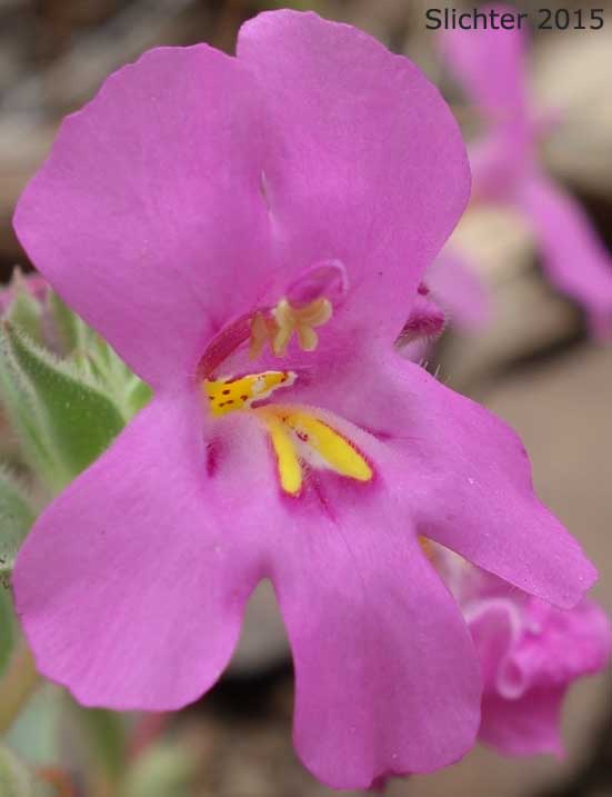 Flower of Cusick's Monkeyflower, Cusick's Monkey-flower, Cusick's Monkey Flower: Diplacus cusickii (Synonyms: Eunanus cusickii, Mimulus cusickii)
