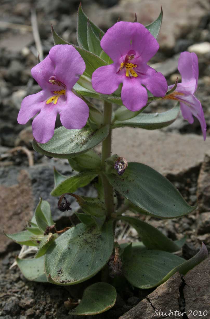 Cusick's Monkeyflower, Cusick's Monkey-flower, Cusick's Monkey Flower: Diplacus cusickii (Synonyms: Eunanus cusickii, Mimulus cusickii)