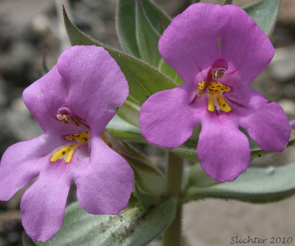 Corollas of Cusick's Monkeyflower, Cusick's Monkey-flower, Cusick's Monkey Flower: Diplacus cusickii (Synonyms: Eunanus cusickii, Mimulus cusickii)