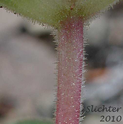 Gland-tipped hairs on the stem and leaves of Cusick's Monkeyflower, Cusick's Monkey-flower, Cusick's Monkey Flower: Diplacus cusickii (Synonyms: Eunanus cusickii, Mimulus cusickii)