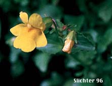 Common Monkeyflower, Common Monkey Flower, Seep Monkeyflower, Seep Monkey-flower, Yellow Monkey Flower: Erythranthe guttata (Synonyms: Mimulus guttatus, Mimulus guttatus ssp. guttatus, Mimulus guttatus var. guttatus, Mimulus guttatus var. lyratus, Mimulus guttatus var. puberulus, Mimulus lyratus, Mimulus langsdorffii)