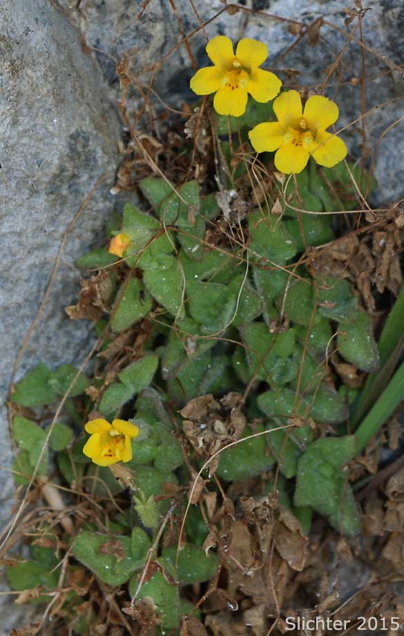 Columbia Monkeyflower, Jungermann's Monkeyflower, Liverwort Monkeyflower: Erythranthe jungermannioides (Synonym: Mimulus jungermannioides)