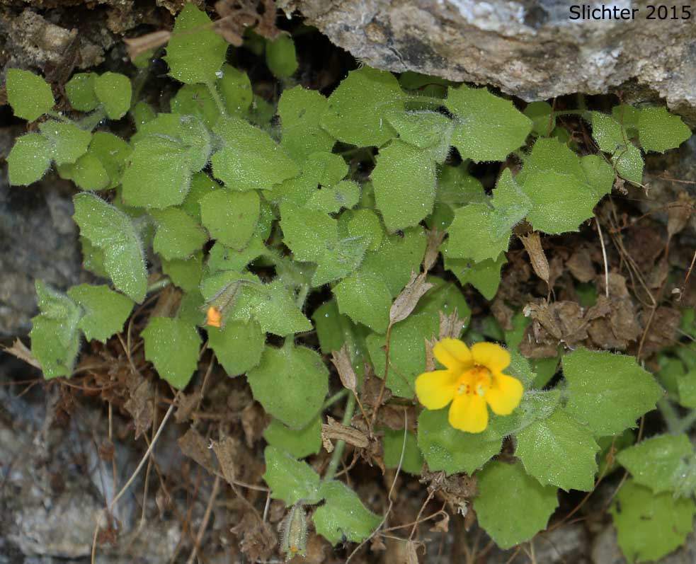 Columbia Monkeyflower, Jungermann's Monkeyflower, Liverwort Monkeyflower: Erythranthe jungermannioides (Synonym: Mimulus jungermannioides)