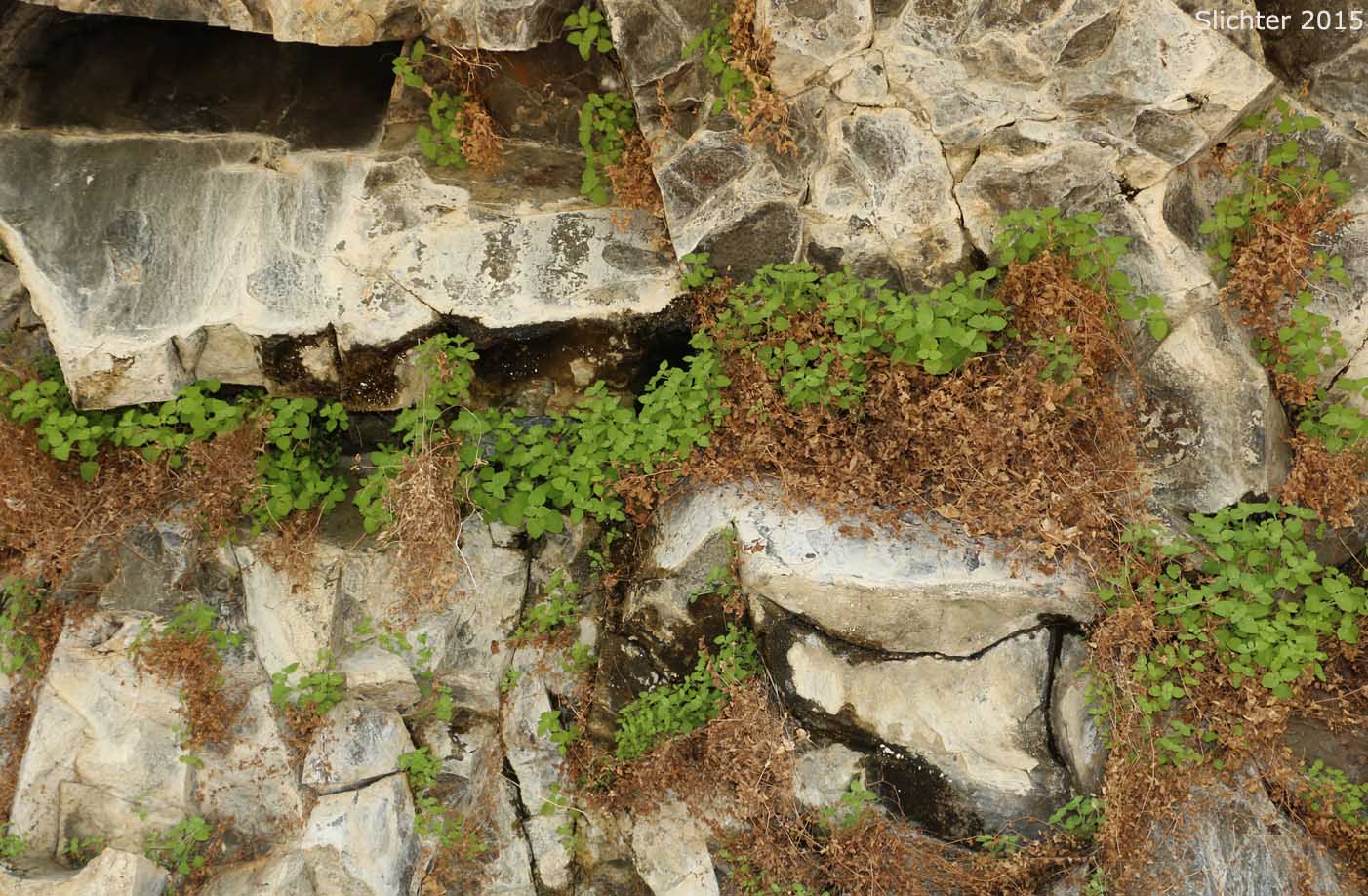 Columbia Monkeyflower, Jungermann's Monkeyflower, Liverwort Monkeyflower: Erythranthe jungermannioides (Synonym: Mimulus jungermannioides)