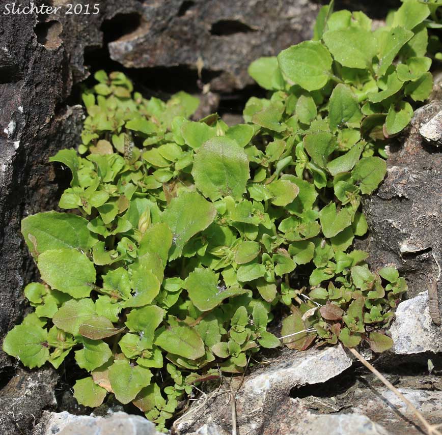 Columbia Monkeyflower, Jungermann's Monkeyflower, Liverwort Monkeyflower: Erythranthe jungermannioides (Synonym: Mimulus jungermannioides)