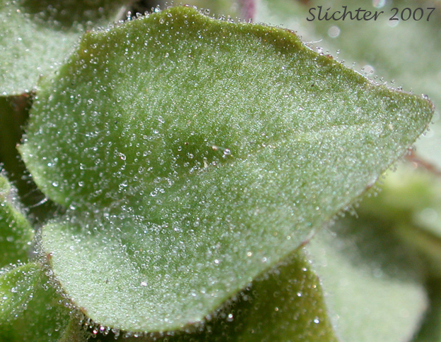 Leaf of Columbia Monkeyflower, Jungermann's Monkeyflower, Liverwort Monkeyflower: Erythranthe jungermannioides (Synonym: Mimulus jungermannioides)