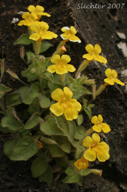 Columbia Monkeyflower, Jungermann's Monkeyflower, Liverwort Monkeyflower: Erythranthe jungermannioides (Synonym: Mimulus jungermannioides)