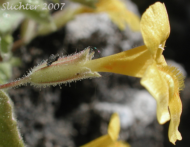 Calyx and corolla tube of Columbia Monkeyflower, Jungermann's Monkeyflower, Liverwort Monkeyflower: Erythranthe jungermannioides (Synonym: Mimulus jungermannioides)