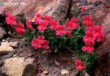 Lewis' Monkeyflower, Great Purple Monkeyflower, Purple Monkey-flower: Erythranthe lewisii (Synonym: Mimulus lewisii)