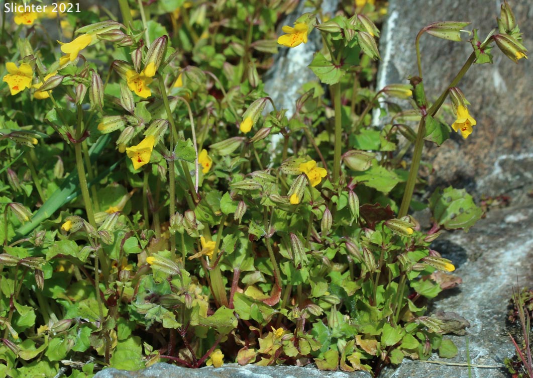 Small-leaf Monkeyflower: Erythranthe microphylla (Synonyms: Mimulus guttatus, Mimulus guttatus var. depauperatus, Mimulus guttatus var. laxus, Mimulus guttatus var. microphyllus, Mimulus laxus, Mimulus microphyllus)