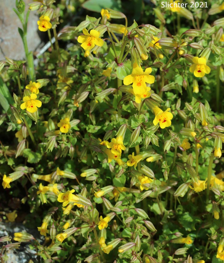 Small-leaf Monkeyflower: Erythranthe microphylla (Synonyms: Mimulus guttatus, Mimulus guttatus var. depauperatus, Mimulus guttatus var. laxus, Mimulus guttatus var. microphyllus, Mimulus laxus, Mimulus microphyllus)